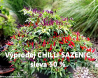 Výprodej chilli sazenic - 50 %