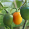 Chilli Mini Rocoto Yellow