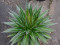 Sazenice Agave impressa