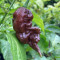 Chilli Jay's Ghost Scorpion Chocolate