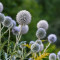 Echinops sphaerocephalus – Bělotrn kulatohlavý