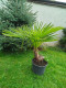 Sazenice palma Trachycarpus fortunei 80 cm