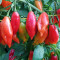 Chilli Habanero Maya Red