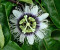 Sazenice Passiflora edulis - mučenka jedlá
