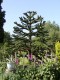 Araucaria araucana - blahočet chilský