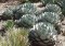 Sazenice Agave Parryi var. Parryi