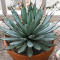 Sazenice Agave macroacantha růžice 3-5 cm