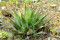 Sazenice Agave Montana