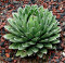 Sazenice Agave victoriae-reginae Huasteca Canyon 2-3 cm