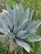 Sazenice Agave temacapulinensis