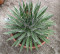 Sazenice Agave schidigera