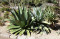 Sazenice Agave salmiana subs. salmiana růžice 3-5 cm