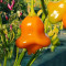 Chilli Aji Fantasy Orange