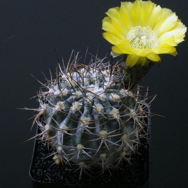 Kaktus Acanthocalycium catamarcense Balení obsahuje 10 semen | Neo ...