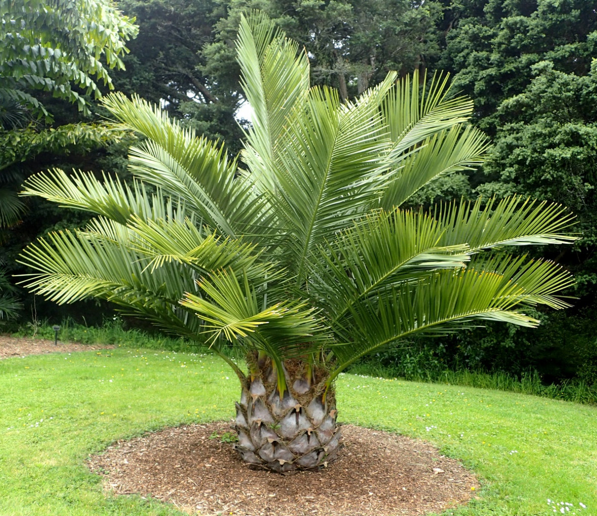 Юбея Чилийская (Jubaea Chilensis) слоновая Пальма