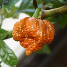 Trinidad Scorpion Moruga Caramel