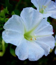 Mirabilis Jalapa Nocenka bílá