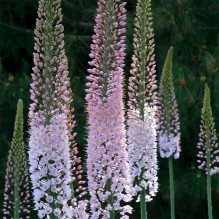 Eremurus Robustus