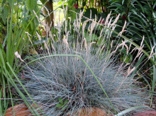 Festuca Glauca