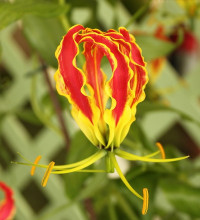 Gloriosa Rothschildiana