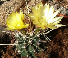 Ferocactus sinuatus Big Bend