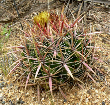 Ferocactus viridescens