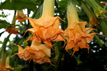 Brugmansia Angels Amber Queen