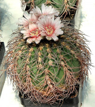 Gymnocalycium spegazzinii