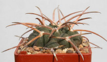 Gymnocalycium spegazzinii var. major La Angostura silné trny