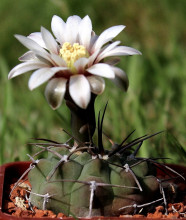 Gymnocalycium vatteri LF 96