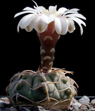 Gymnocalycium vatteri L 516