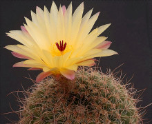 Notocactus agnetae