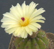 Notocactus arechavaletai var. aureus