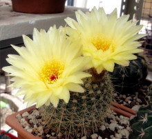 Notocactus concinnus var. apricus