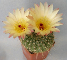 Notocactus concinnus