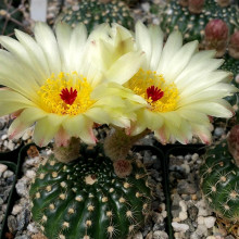 Notocactus concinnus WRA 11