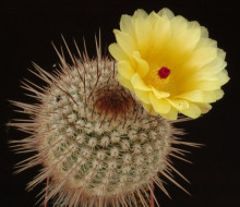 Notocactus eugeniae