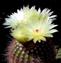 Notocactus ferrugineus PR 105