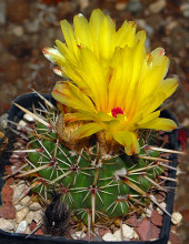 Notocactus mammulosus