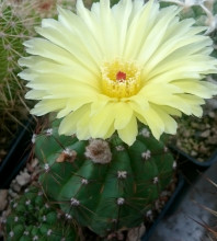 Notocactus ottonis