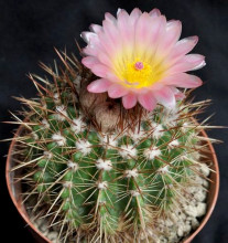 Notocactus roseoluteus