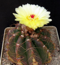 Notocactus incomptus HU 96