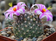 Mammillaria microcarpa