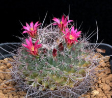 Mammillaria mystax