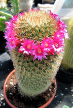 Mammillaria spinosissima