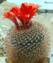 Parodia microsperma