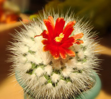 Parodia nivosa