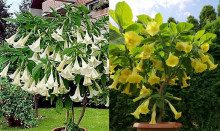 Brugmansiab arborea a Brugmansia goldface