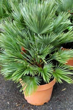 Chamaerops humilis