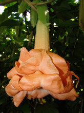 Brugmansia Angels Flight variegata